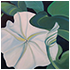 Moonflowers oil paintings by Tom Gass