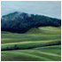 Grazing oil paintings by Tom Gass