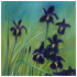 Purple-Iris oil paintings by Tom Gass